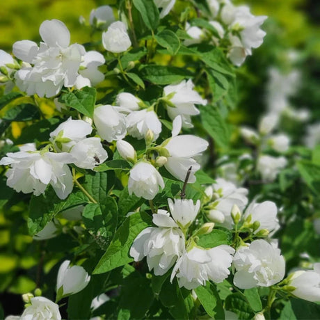 plante ornamentale 201