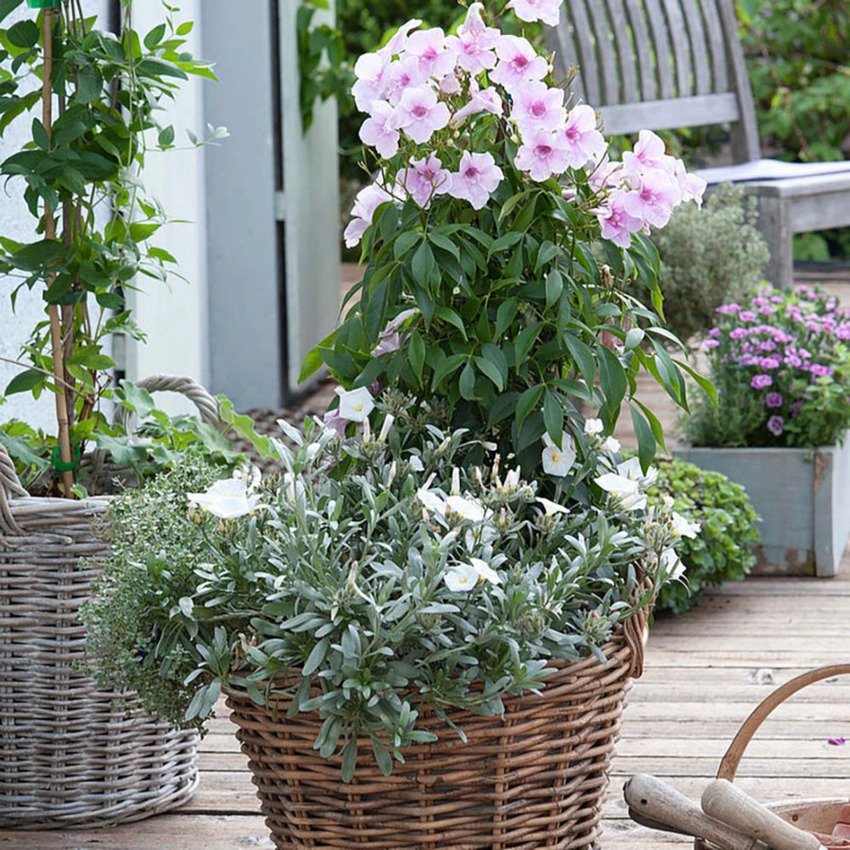 plante ornamentale 202