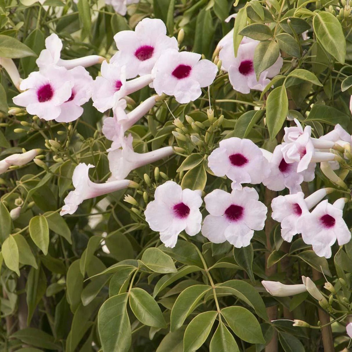 plante ornamentale 203