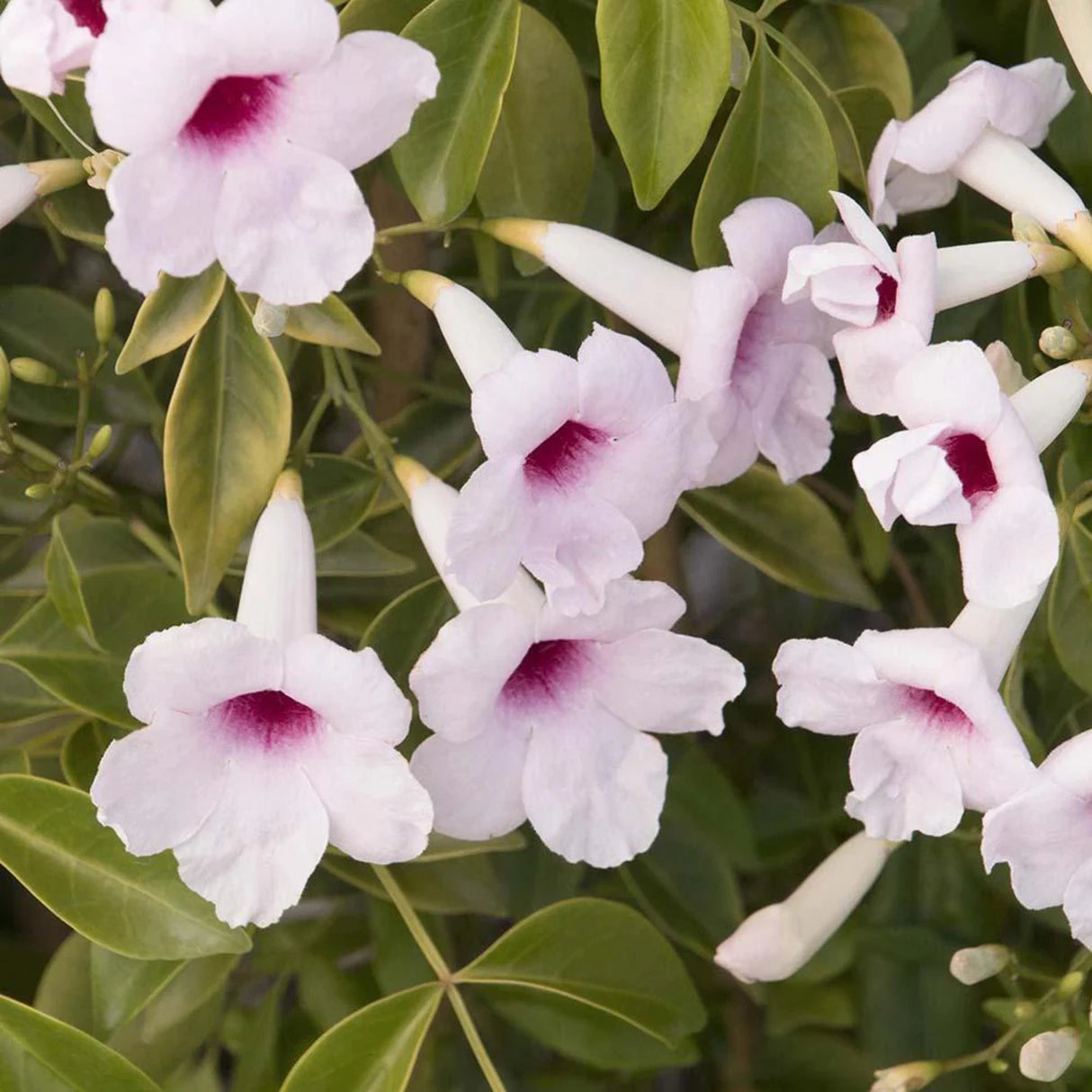 plante ornamentale 204