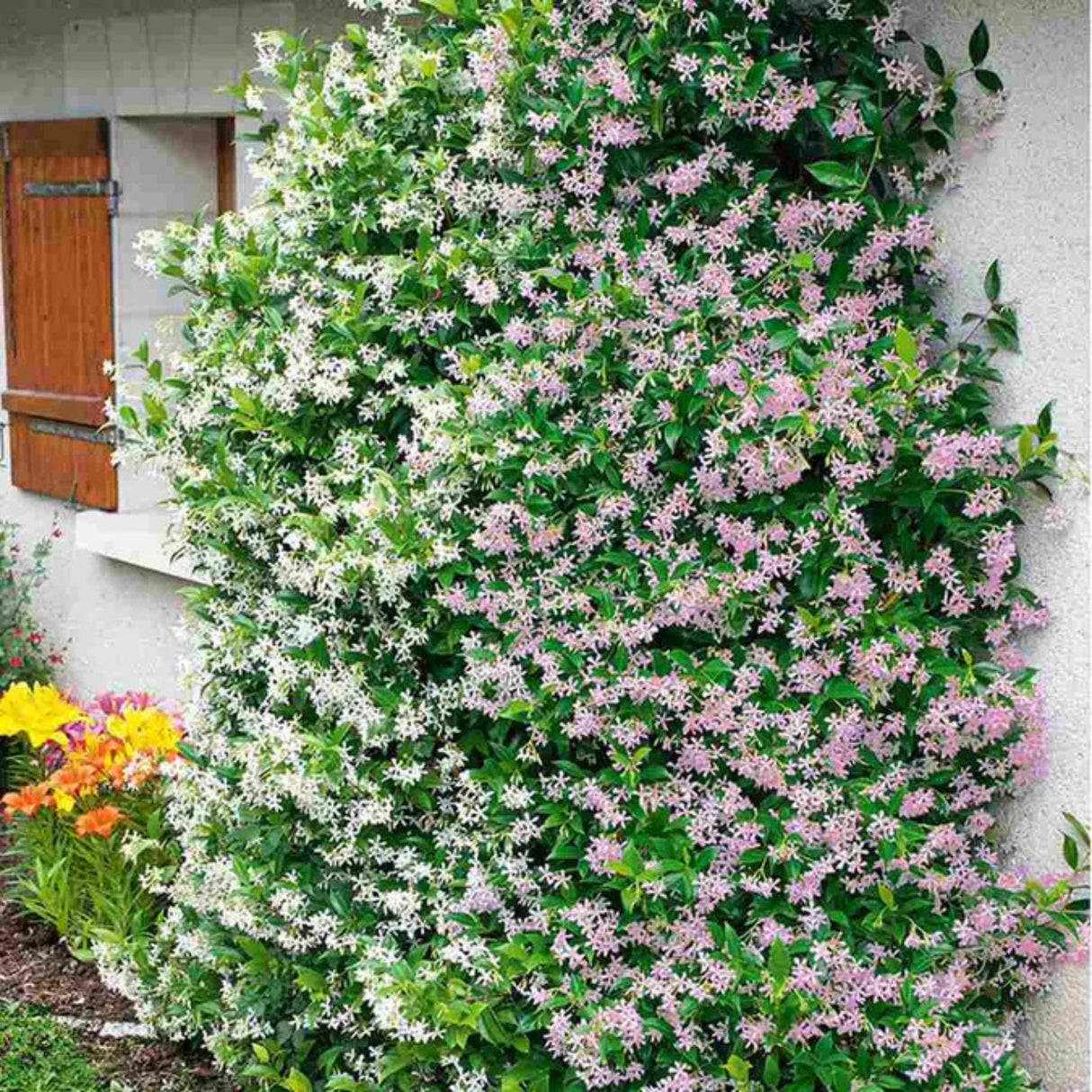 plante ornamentale 205