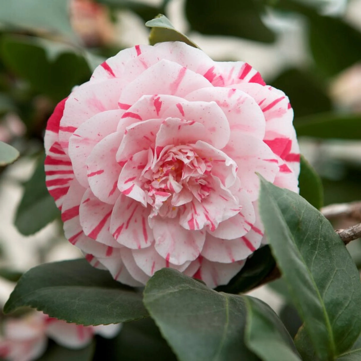 plante ornamentale 312