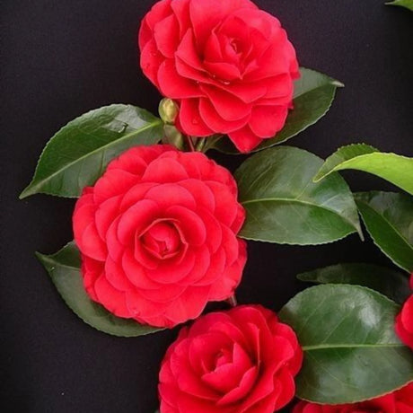 plante ornamentale 315