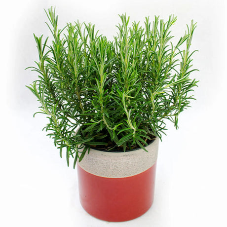 plante ornamentale 319