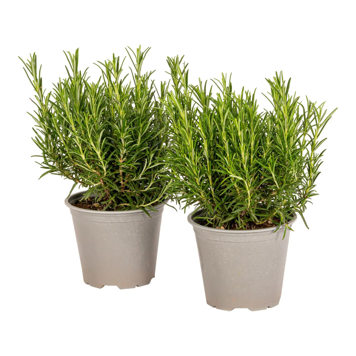 plante ornamentale 320