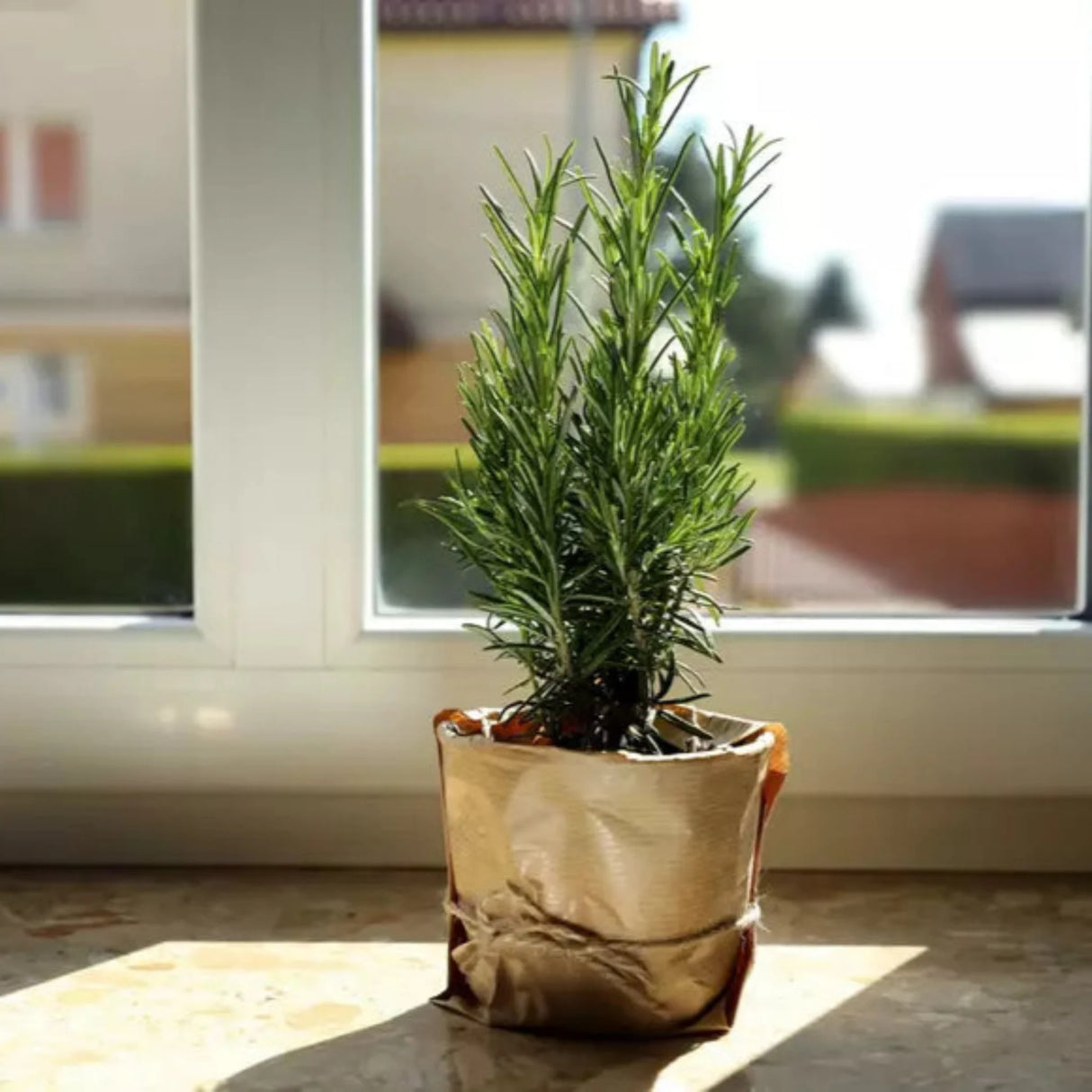 plante ornamentale 321