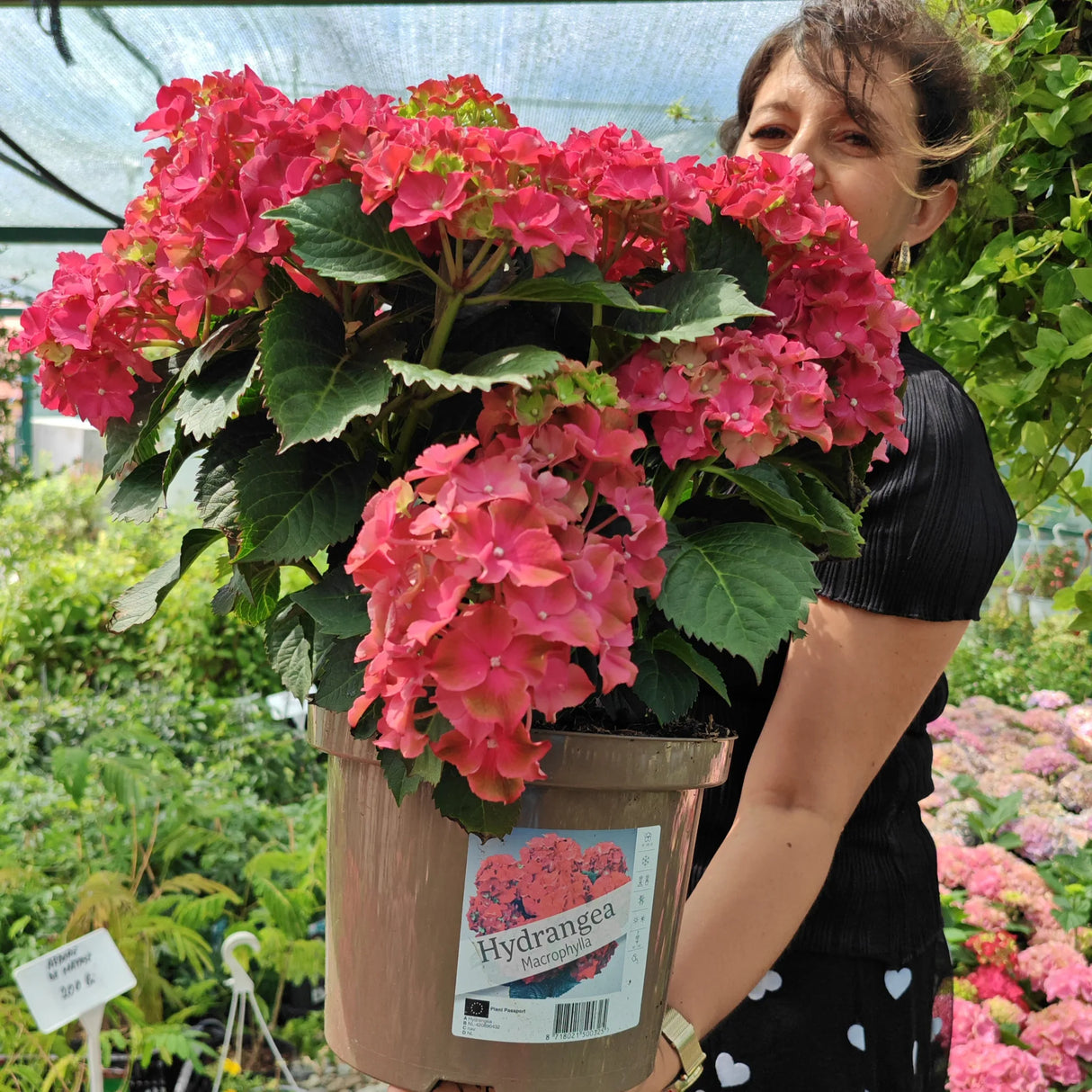 plante ornamentale 322