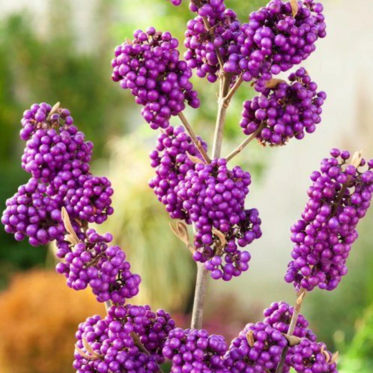 plante ornamentale 339