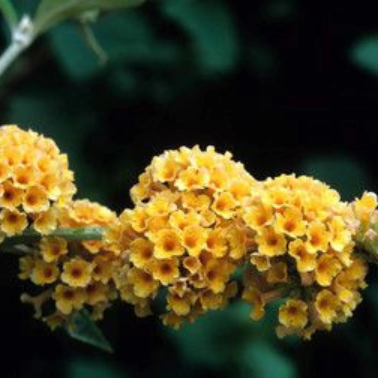 plante ornamentale 344