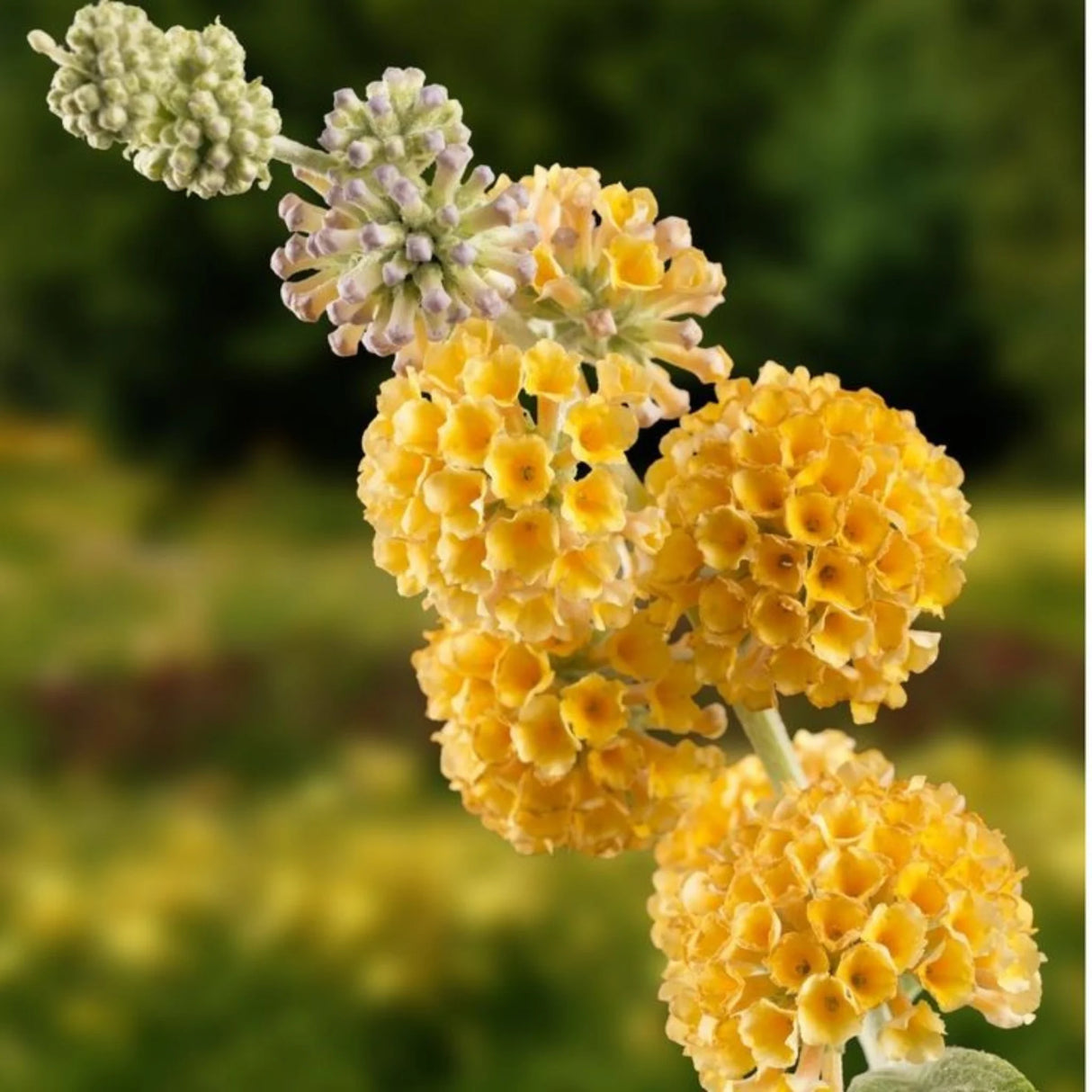 plante ornamentale 345