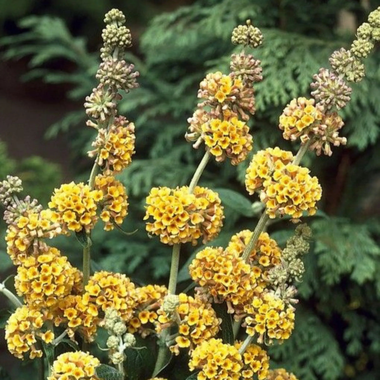 plante ornamentale 346