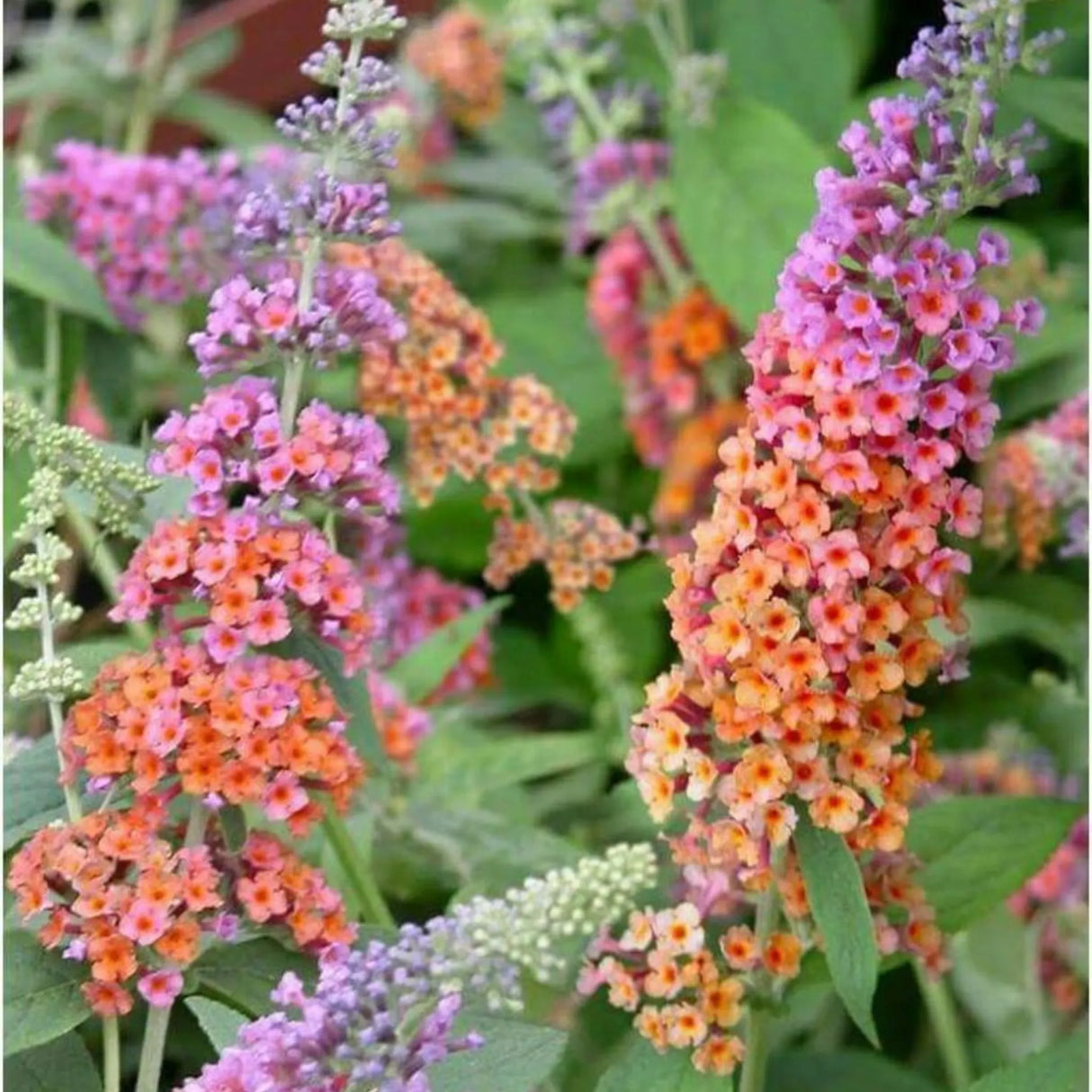 plante ornamentale 354