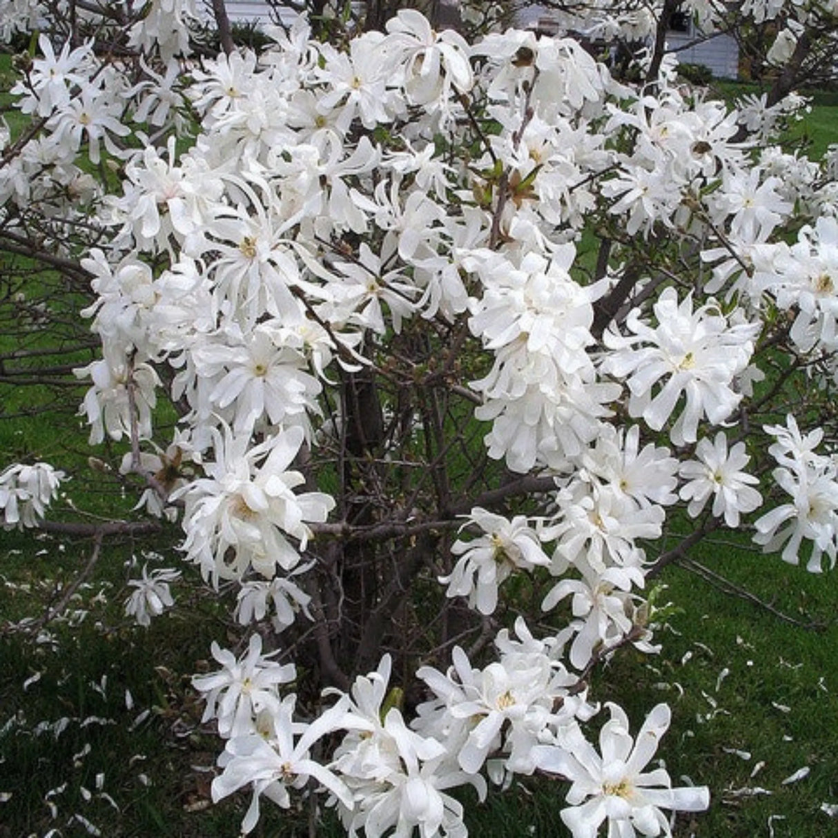 plante ornamentale 356