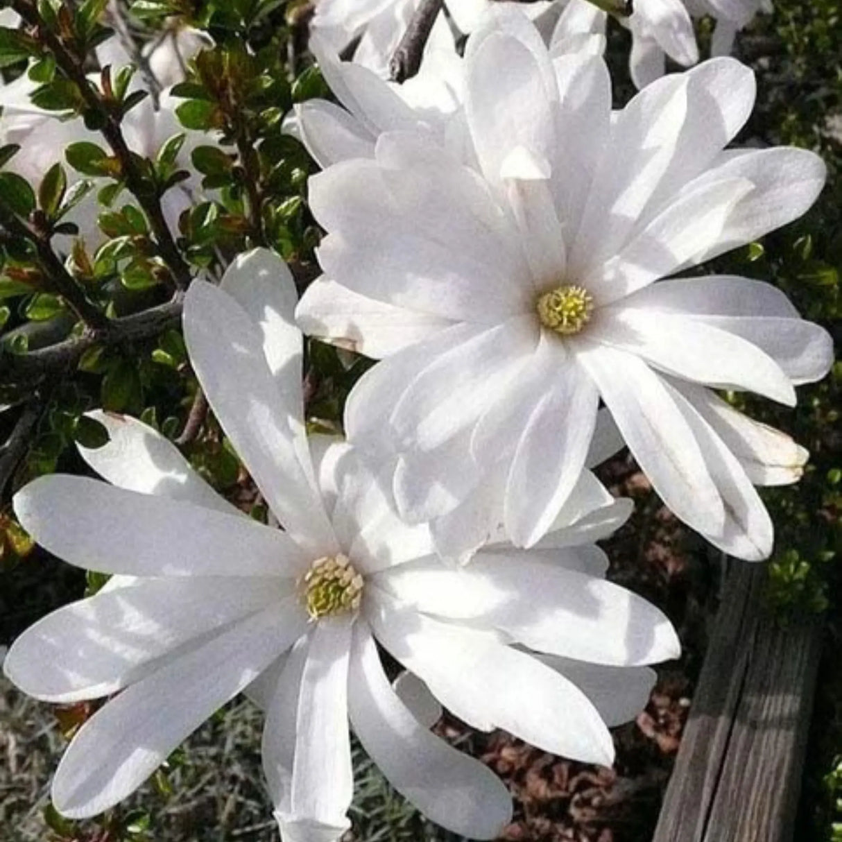 plante ornamentale 357