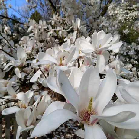 plante ornamentale 359