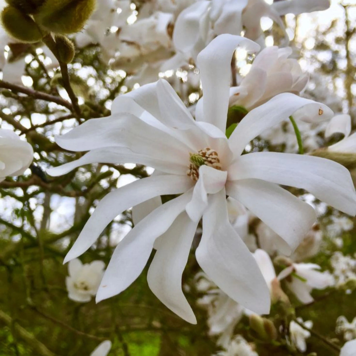 plante ornamentale 360