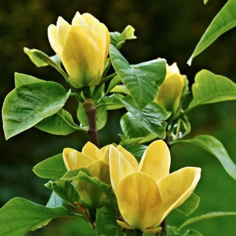 plante ornamentale 362