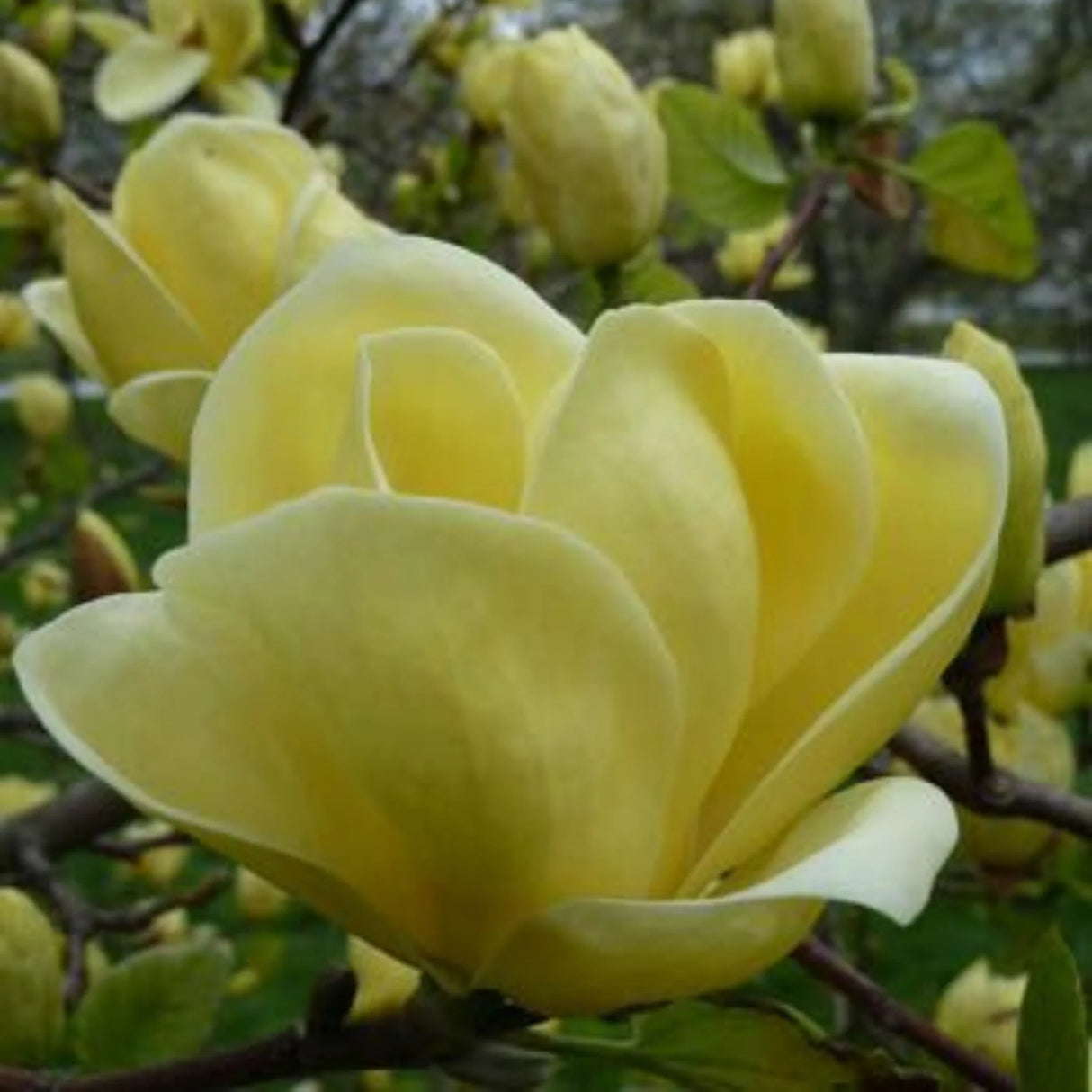 plante ornamentale 363