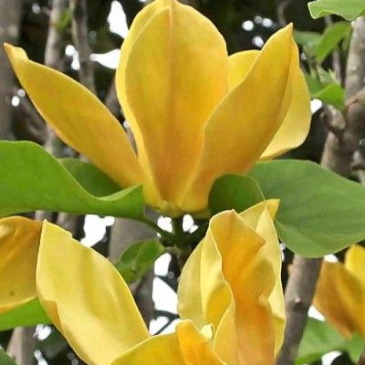 plante ornamentale 364