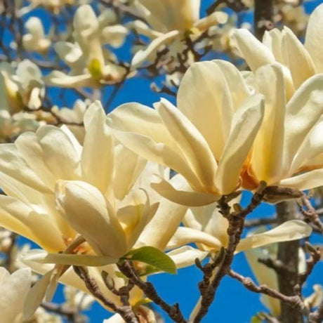 plante ornamentale 365