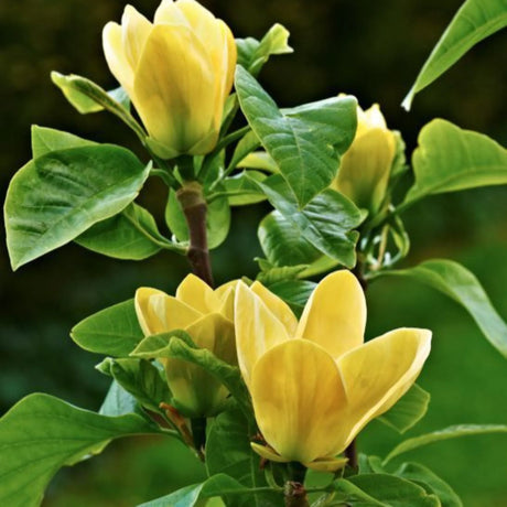 plante ornamentale 367