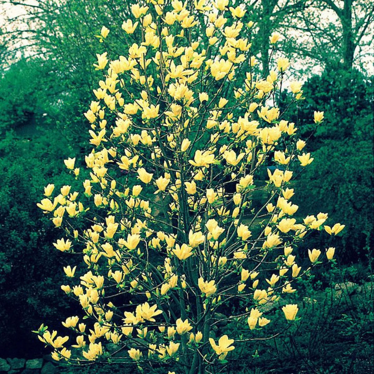 plante ornamentale 368