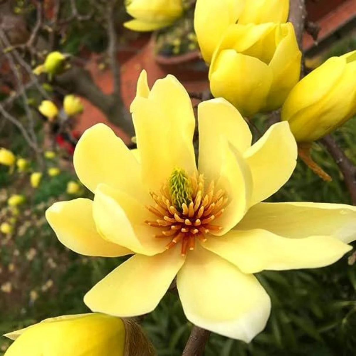 plante ornamentale 369