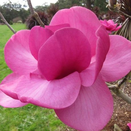 plante ornamentale 370