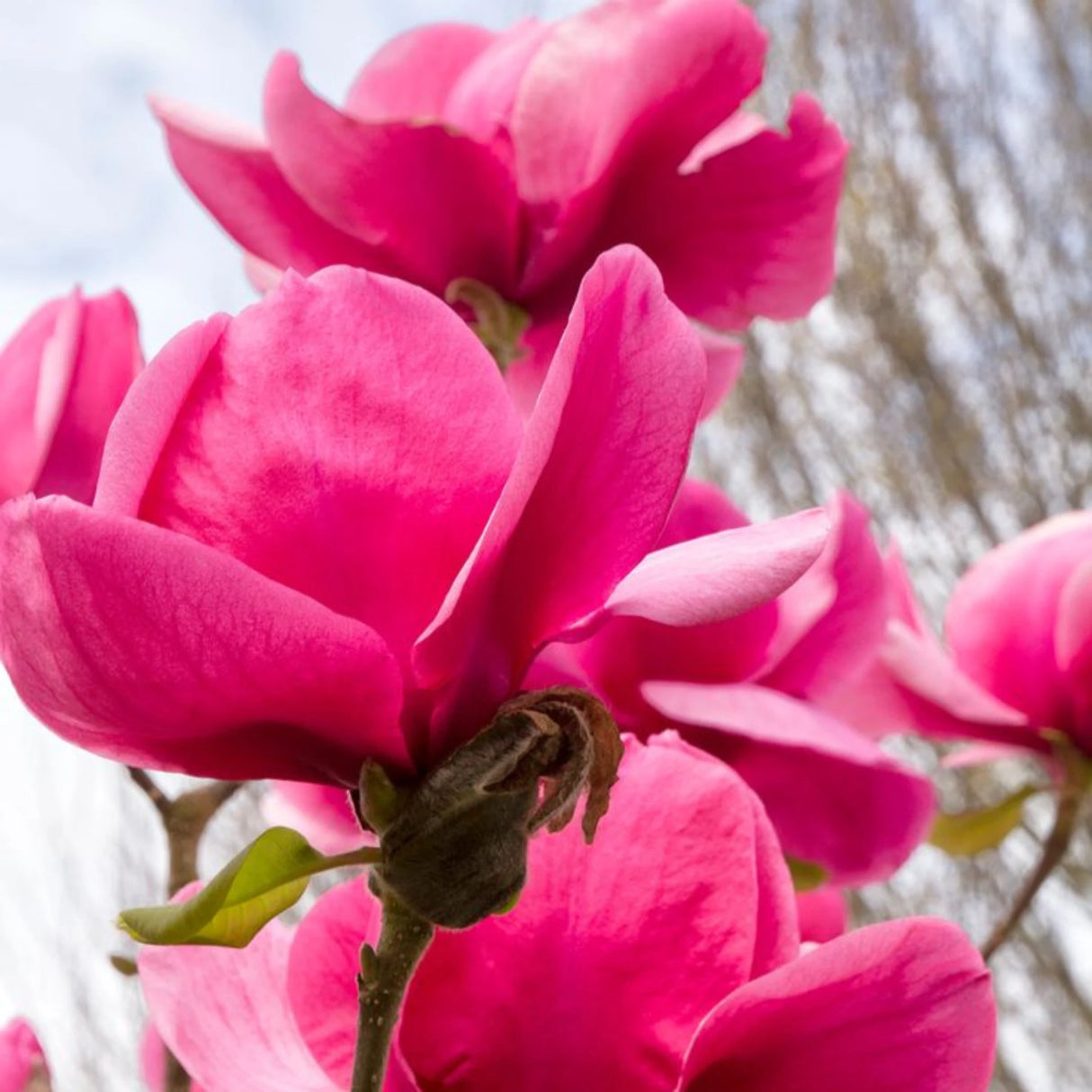 plante ornamentale 373