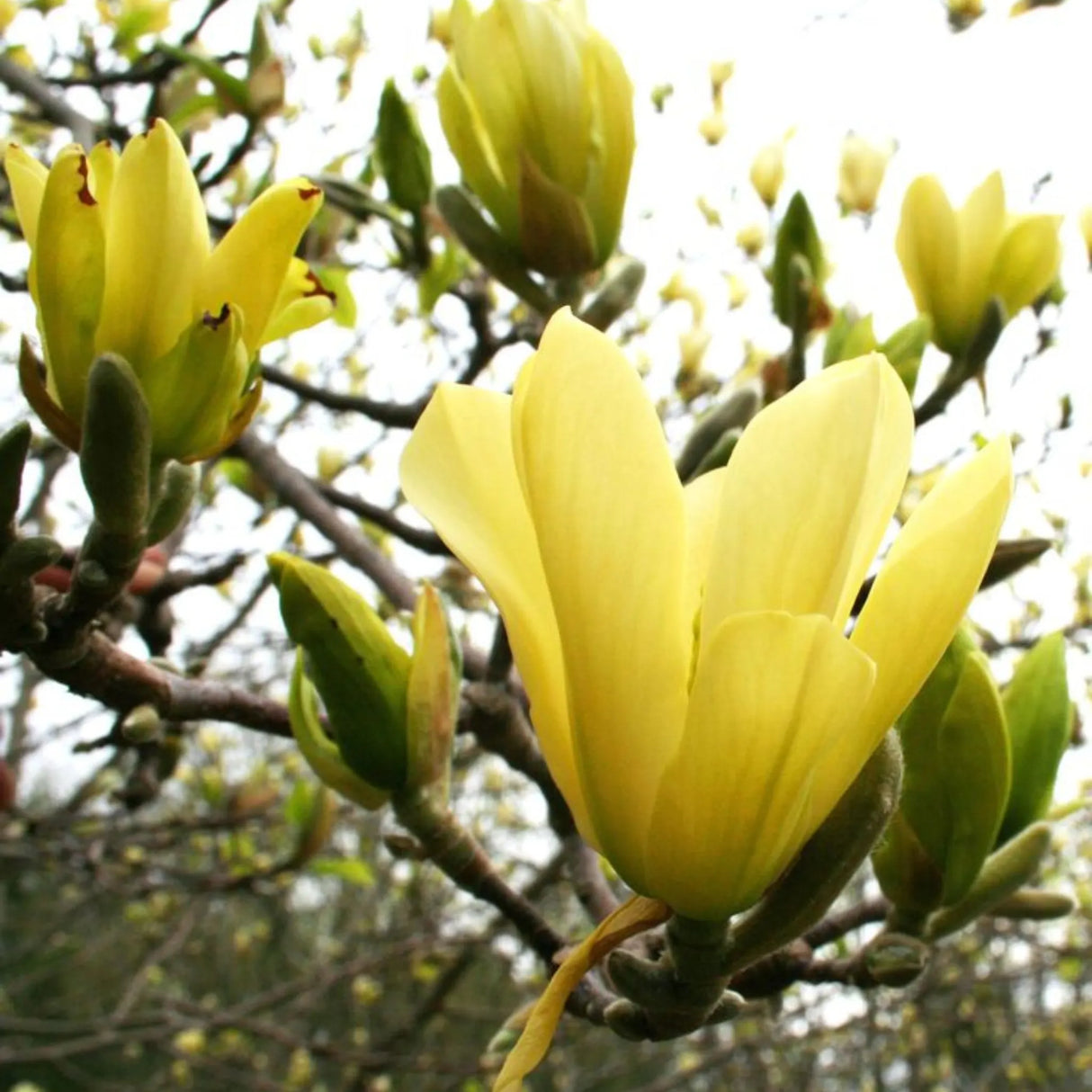 plante ornamentale 375