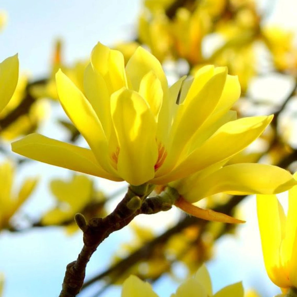 plante ornamentale 377