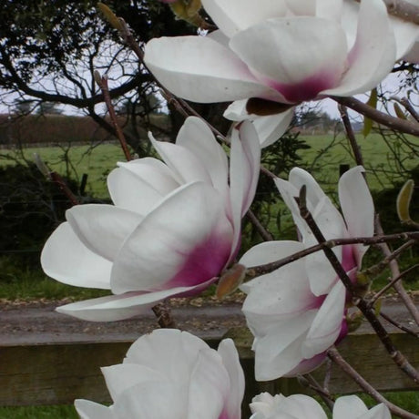 plante ornamentale 378