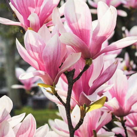 plante ornamentale 379