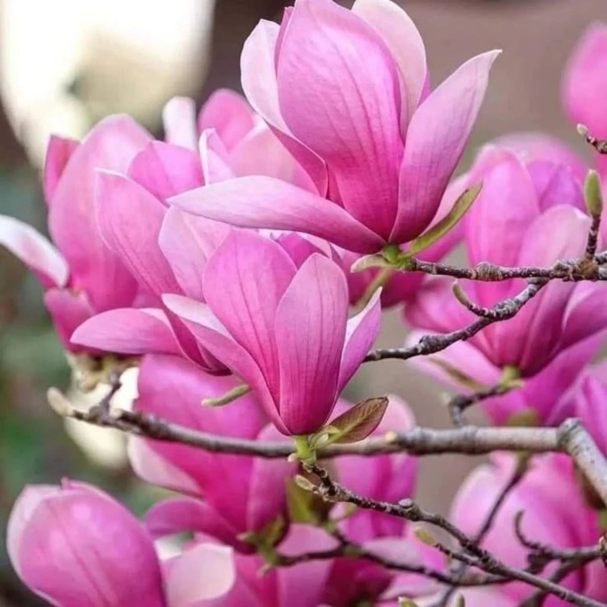 plante ornamentale 380