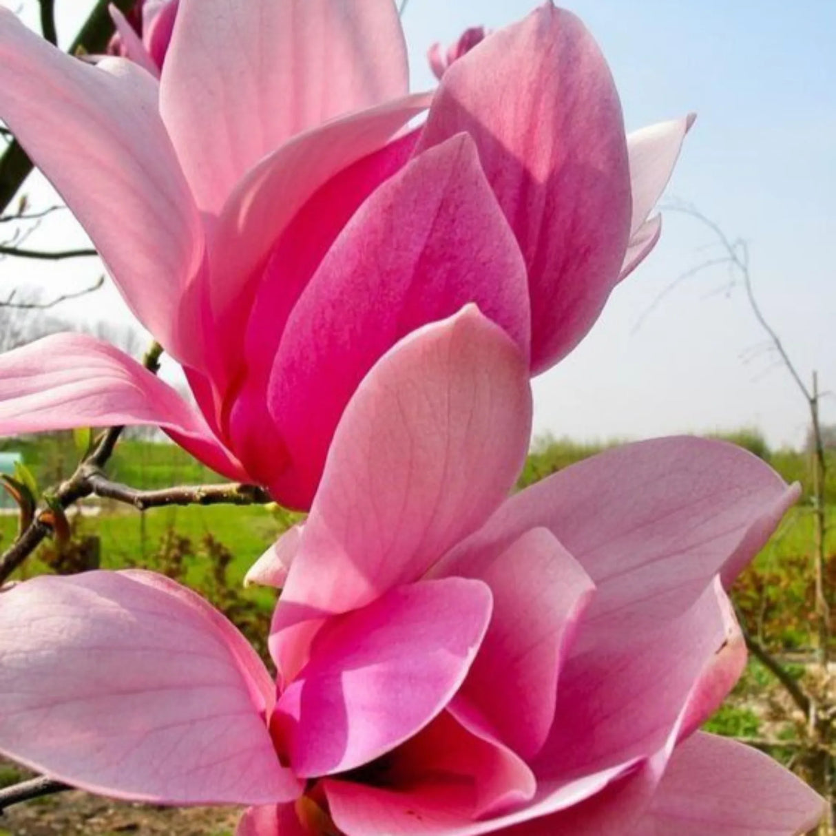 plante ornamentale 381