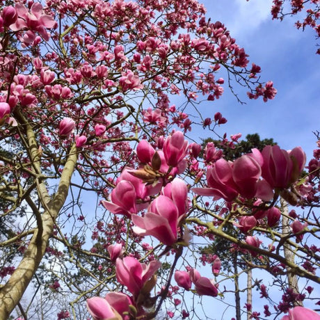 plante ornamentale 382