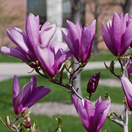 plante ornamentale 384