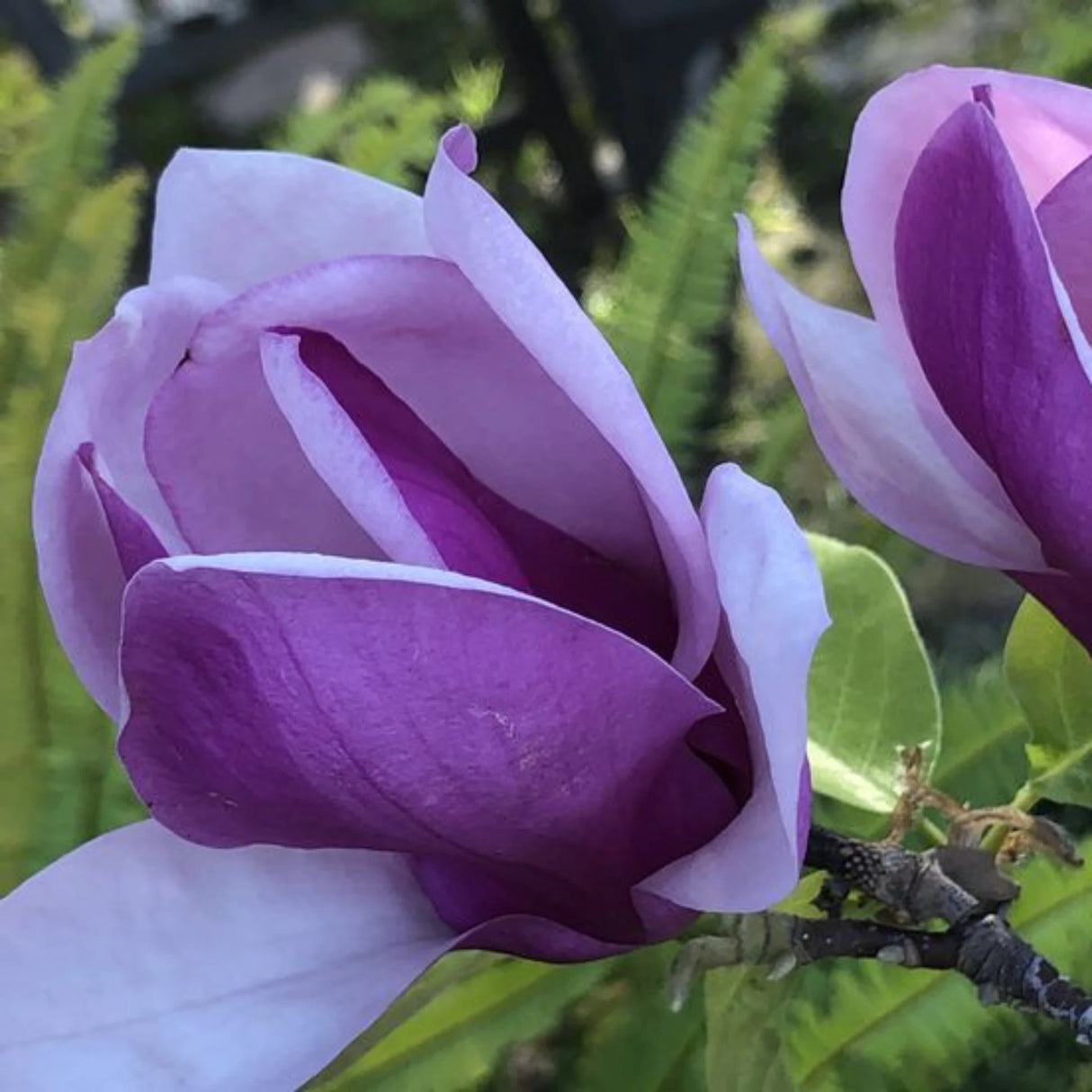 plante ornamentale 386