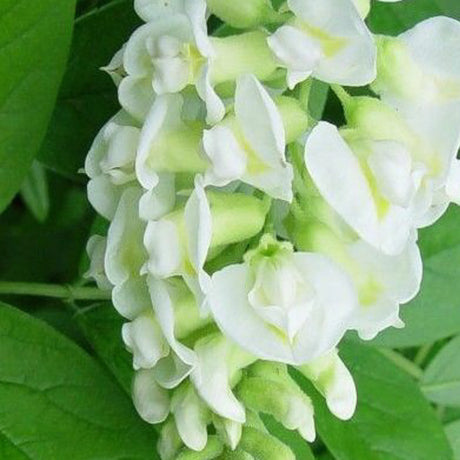 plante ornamentale 399