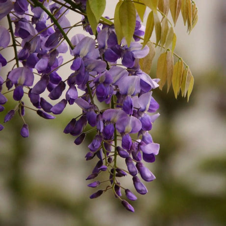 plante ornamentale 401