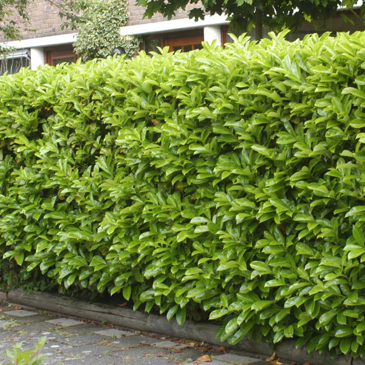 plante ornamentale 421