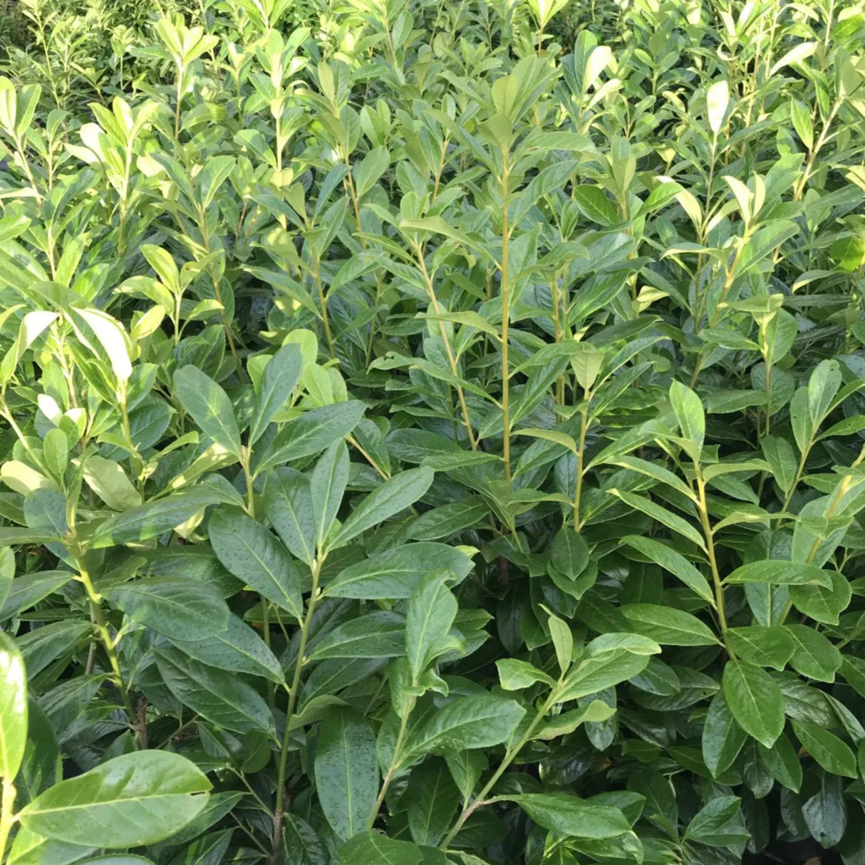 plante ornamentale 422