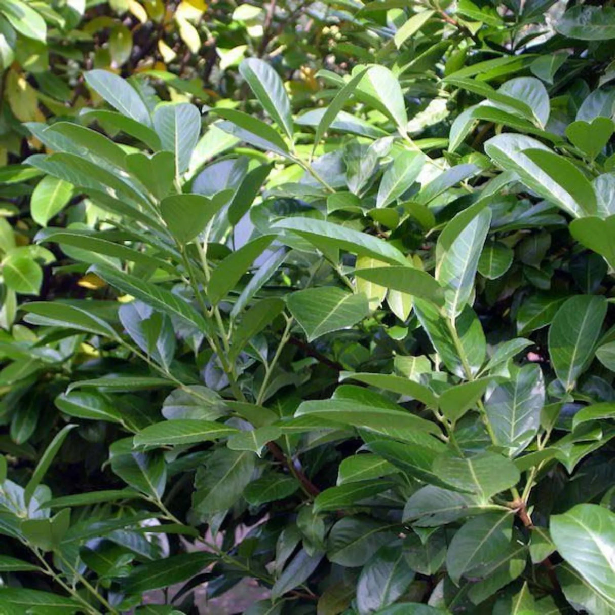 plante ornamentale 423