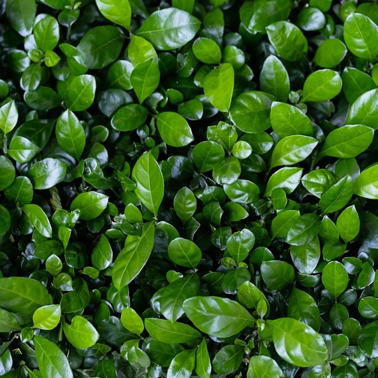 plante ornamentale 424