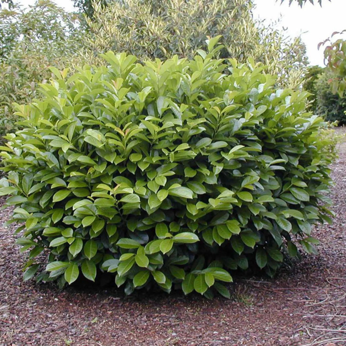 plante ornamentale 425