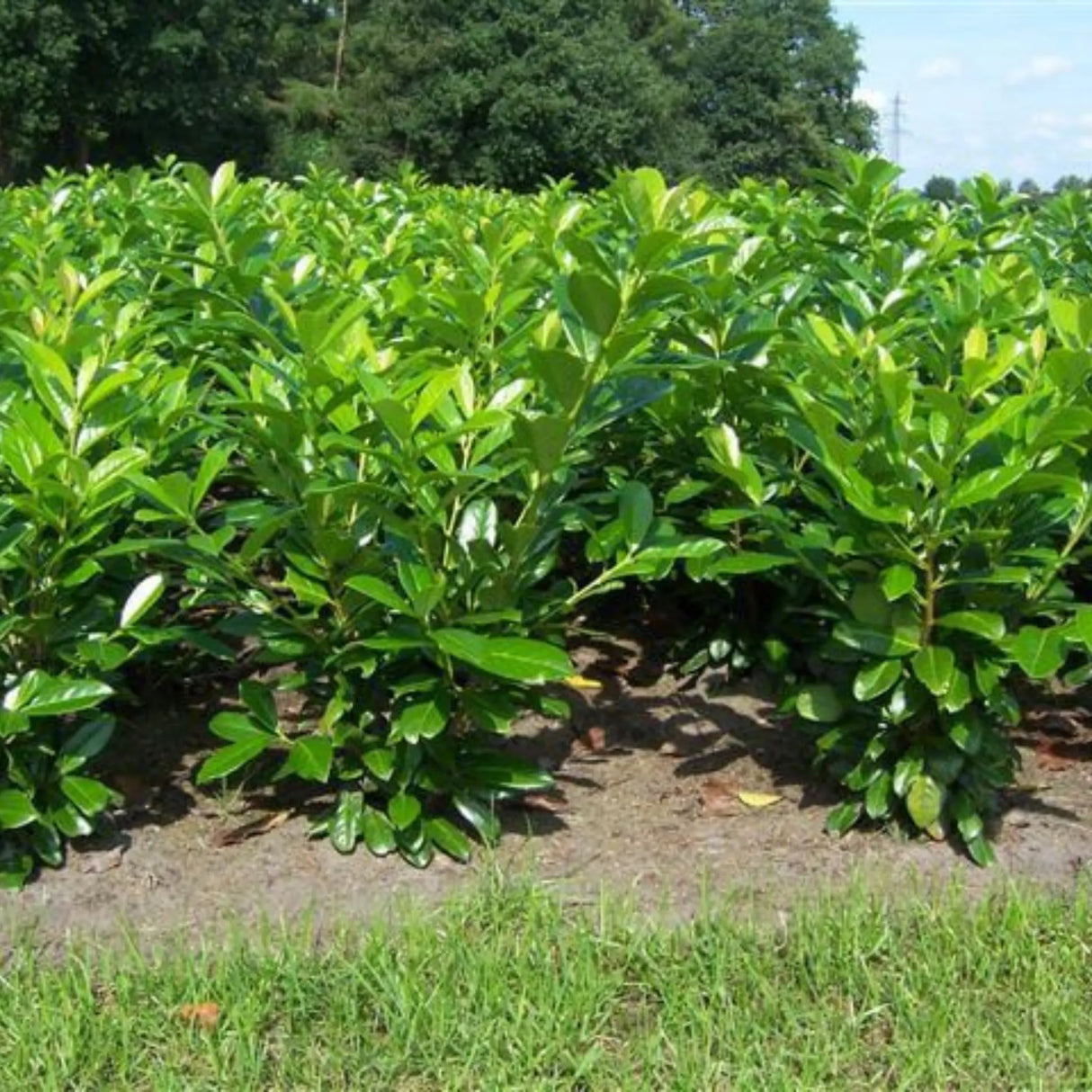 plante ornamentale 426