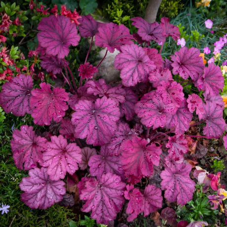 plante ornamentale 429