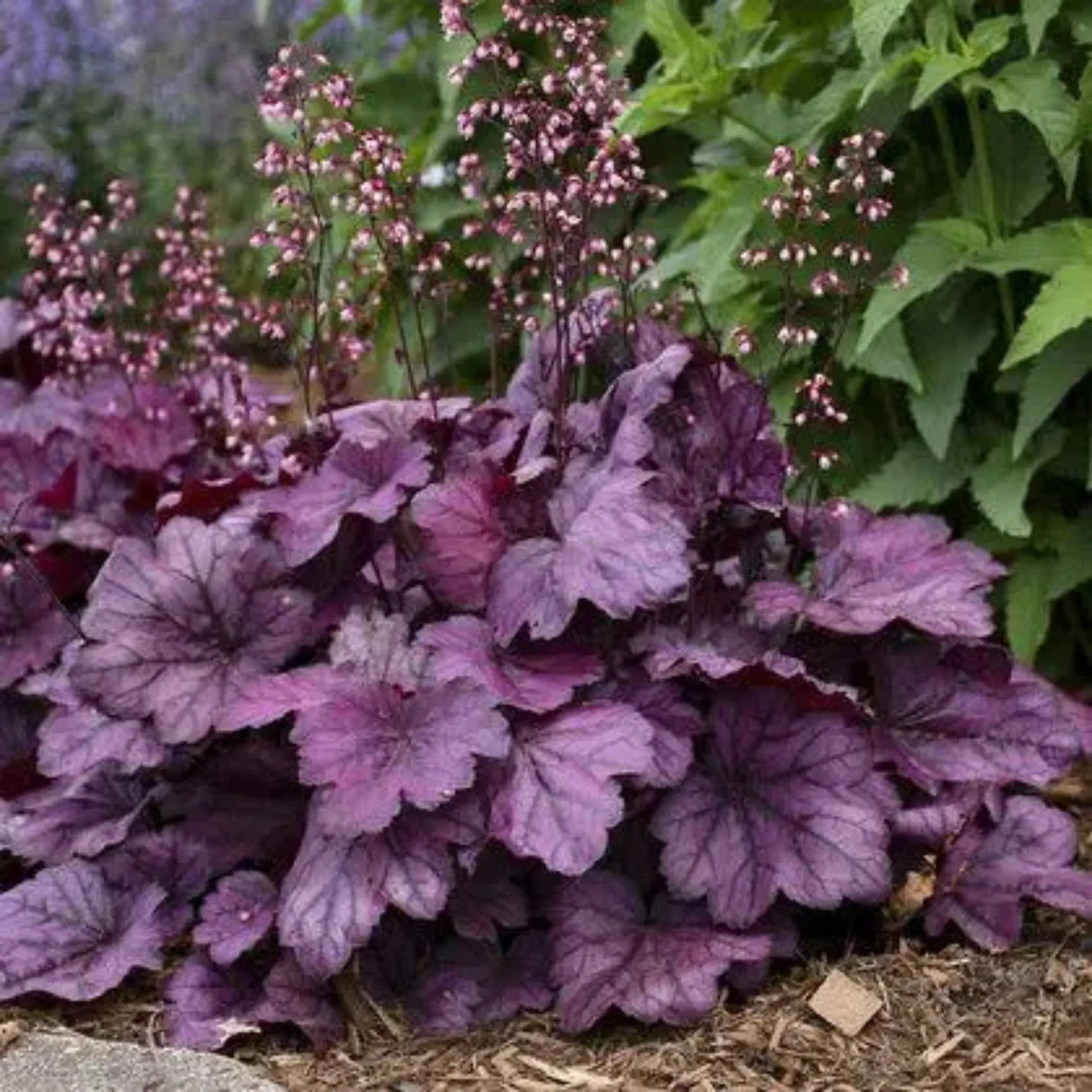 plante ornamentale 430