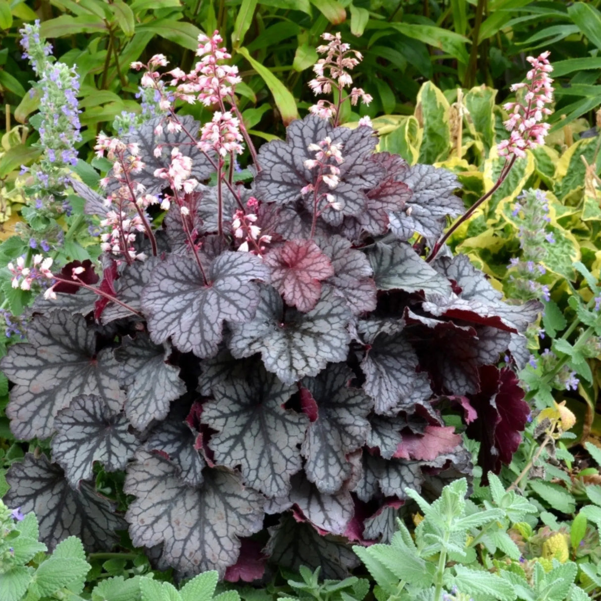 plante ornamentale 432