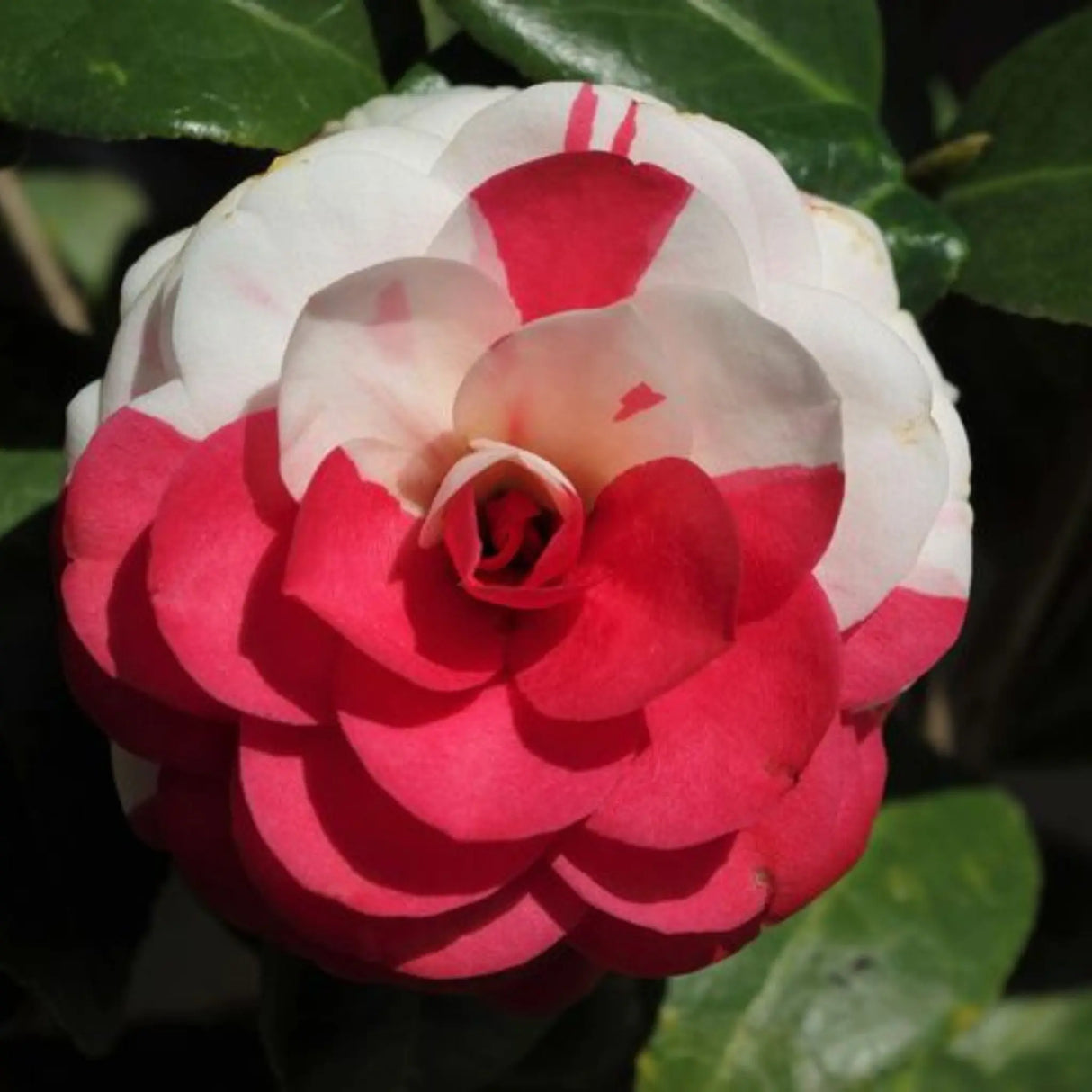 plante ornamentale 51